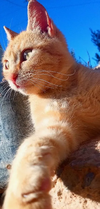 Orange cat relaxing in sunlight on a warm, sunny day.