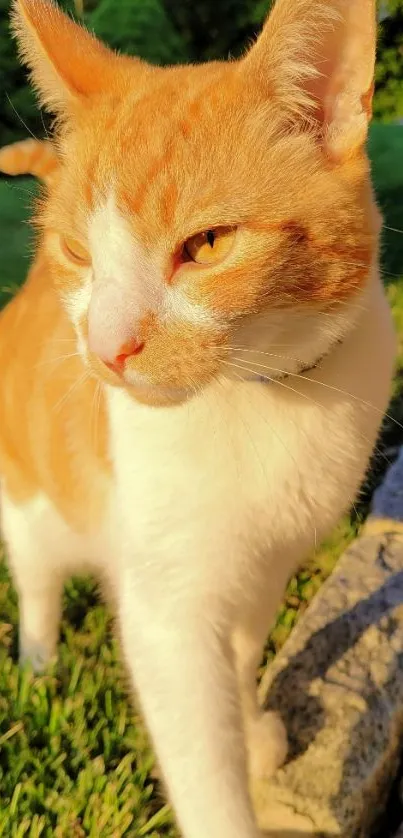 Orange and white cat enjoying sunlight outdoors.