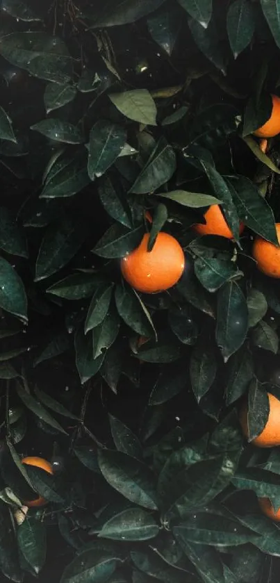 Orange fruits among dark green leaves wallpaper.