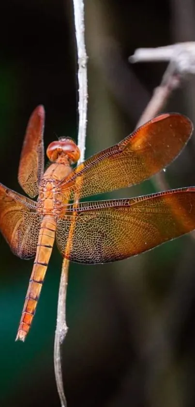 Orange dragonfly perched on a branch in a natural setting.