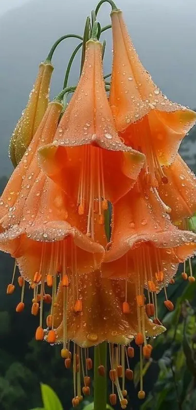 Orange flowers with raindrops against nature background.