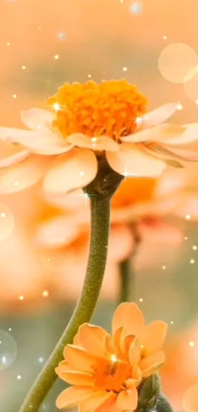 Orange flowers with bokeh effect and soft glowing circles.