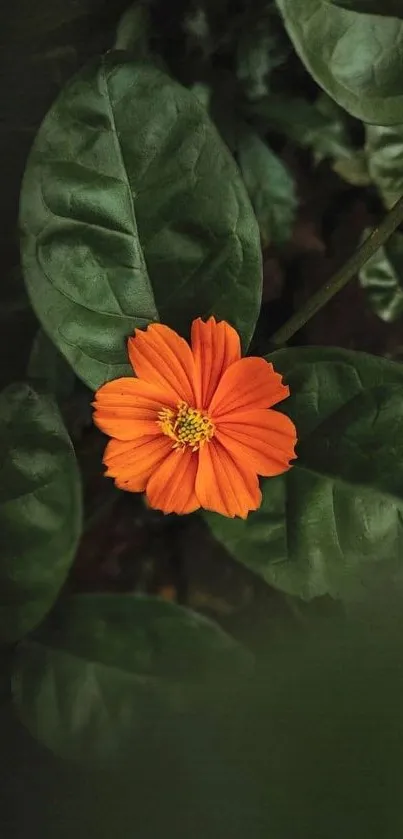 Orange flower with lush green leaves background.