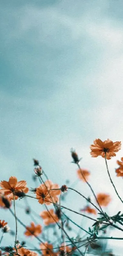 Orange flowers against a clear blue sky.