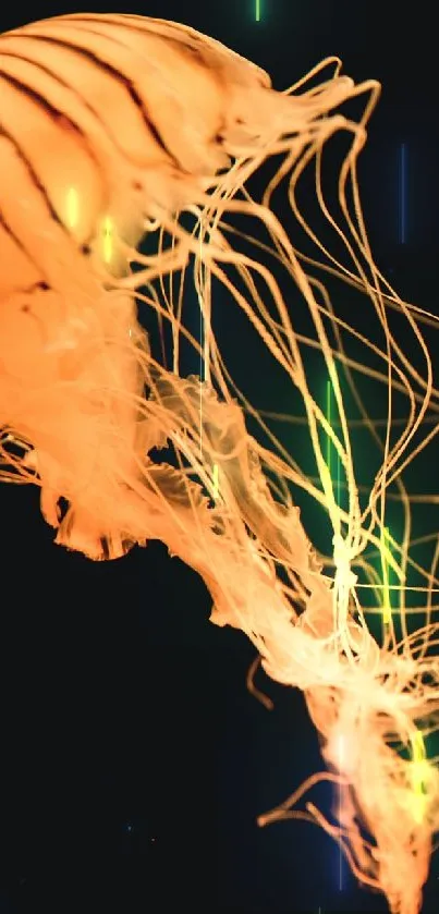 Stunning orange jellyfish with long tentacles on a dark background wallpaper.