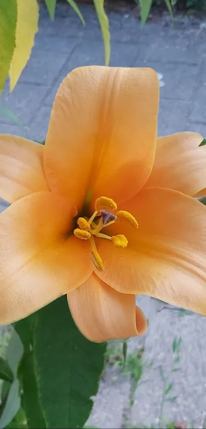 Vibrant orange lily with lush green leaves on mobile wallpaper.