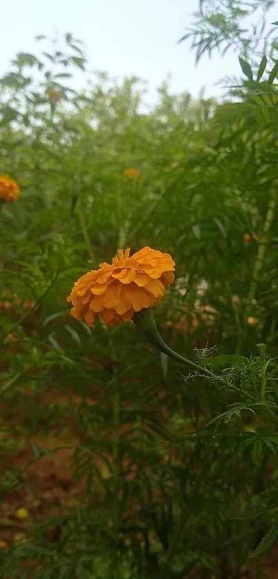 Vibrant orange marigold surrounded by lush green foliage.