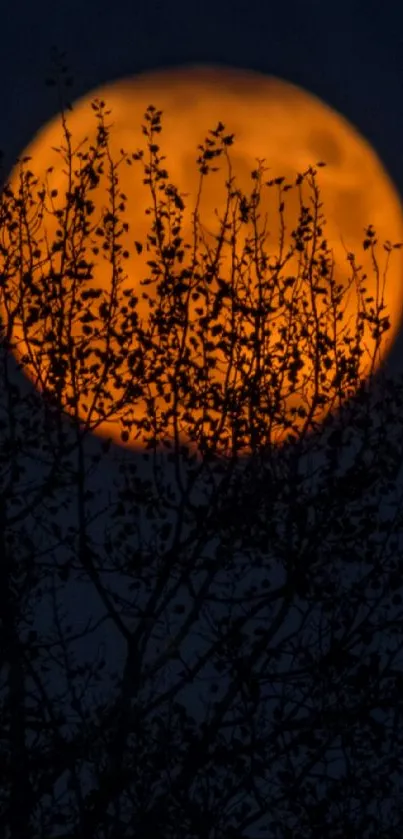 Orange moon behind silhouetted trees at night.