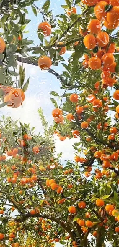 Orange fruits on trees with raindrops under a blue sky.