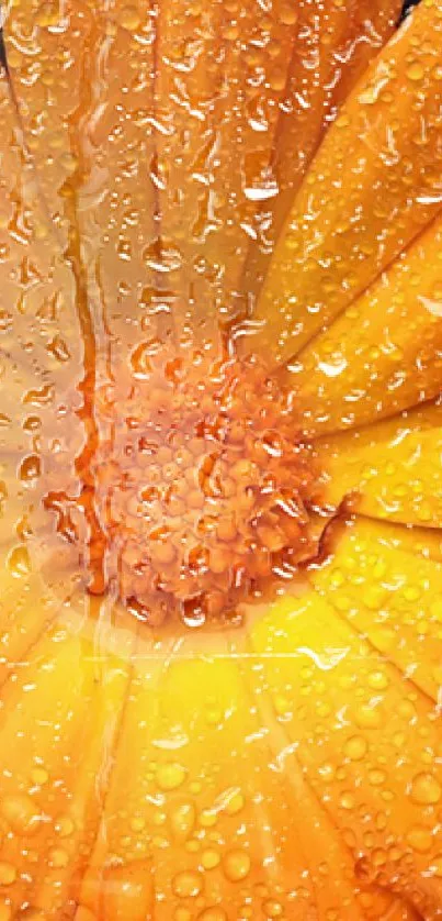 Orange Petal Dew Live Wallpaper