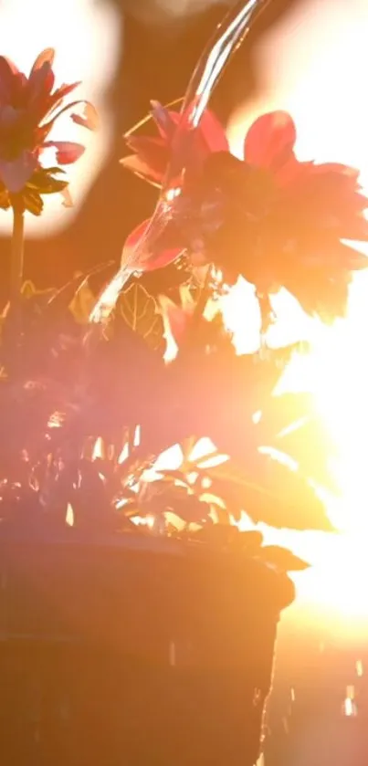 Orange Plant Sky Live Wallpaper