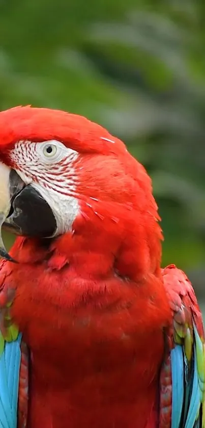 Orange Red Animal Live Wallpaper