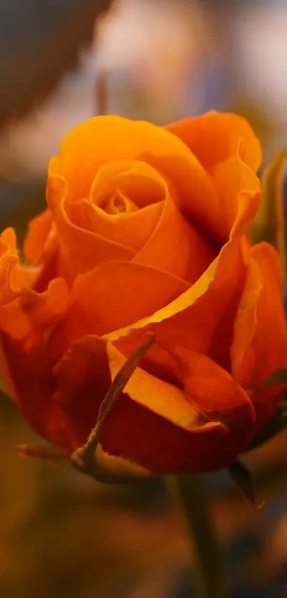 Orange rose with soft lighting in nature-inspired mobile wallpaper.