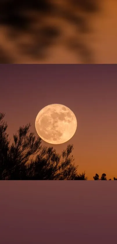 Full moon against orange sunset sky with silhouette trees.