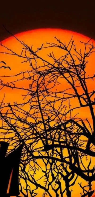 Vivid orange sunset with tree silhouette and flying birds in the sky.