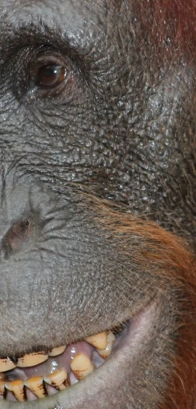 Close-up of an orangutan face, showcasing its natural features.