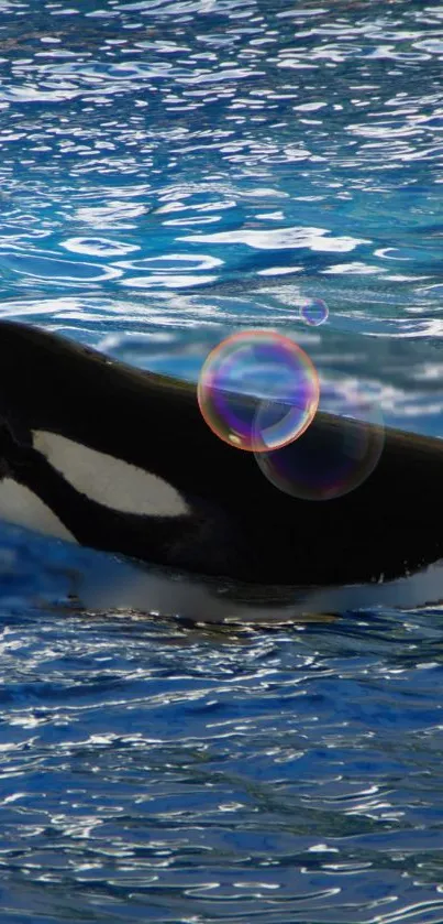 Orca swimming in blue water with colorful bubbles.