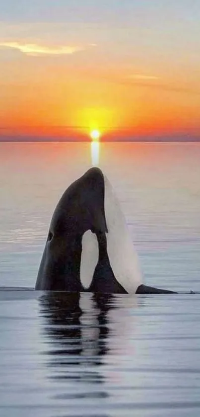 Orca surfacing with sunset backdrop, serene ocean view.