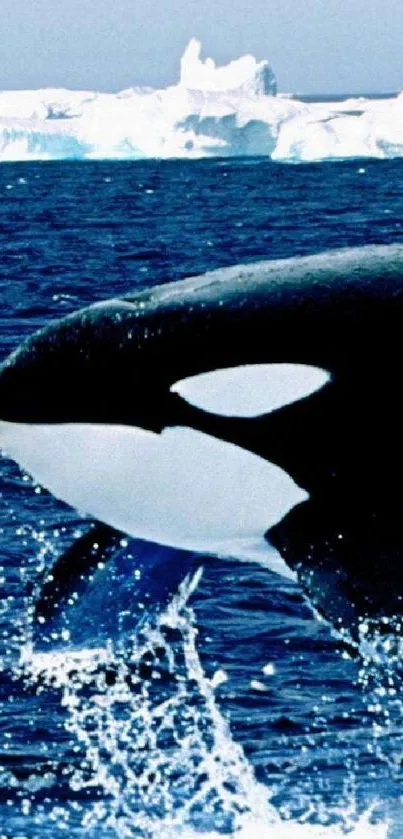 Orca in Arctic Ocean Wallpaper - free download