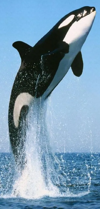 Orca whale leaping out of the ocean with clear blue sky.