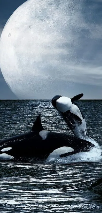 Orca whales swimming under a full moon in a calm ocean.