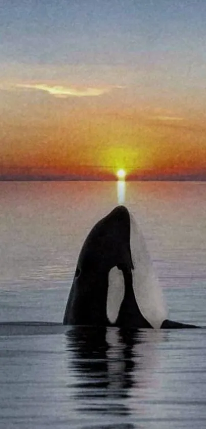 Orca surfacing at sunset with reflection on calm ocean water.