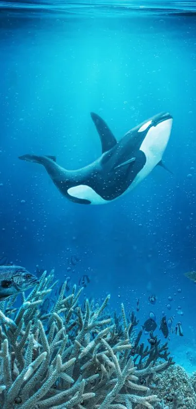 Orca swimming gracefully underwater amid coral reefs.