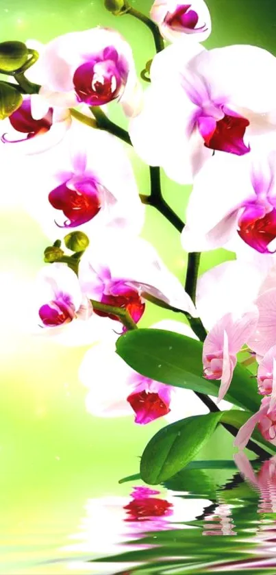 Pink and white orchids reflecting on soothing green water.