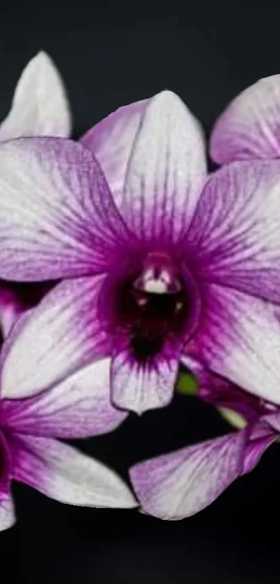 Vibrant purple orchid blossoms on a dark background.