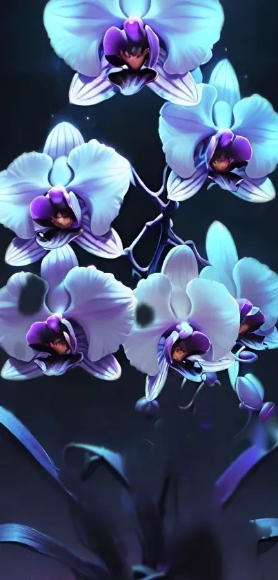 Glowing blue orchids on a dark background wallpaper.