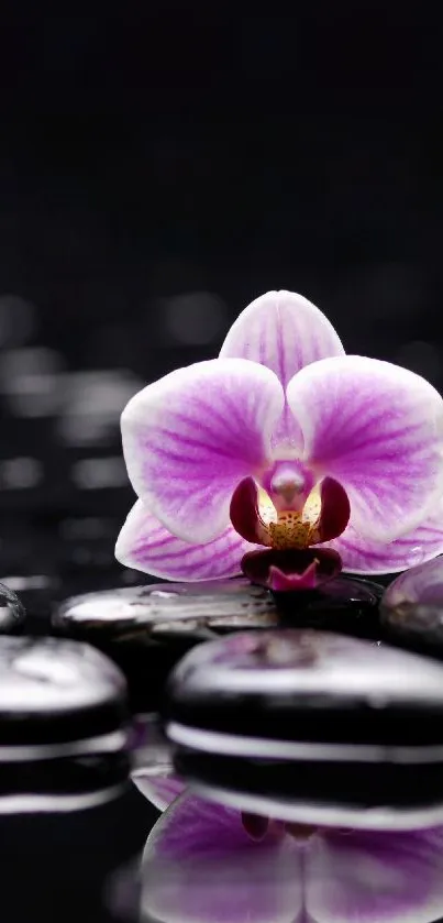 Pink orchids with black stones on a serene, reflective background.