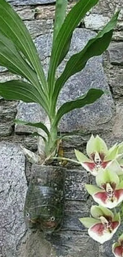 Orchid plant in wall garden with stone backdrop.