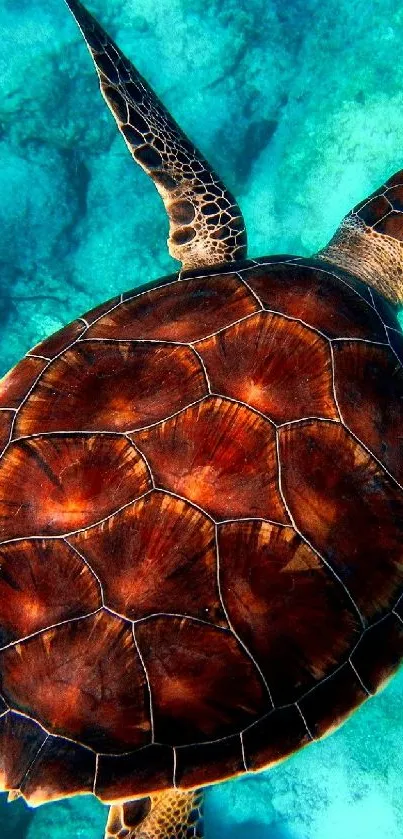 turtle  Live Wallpaper