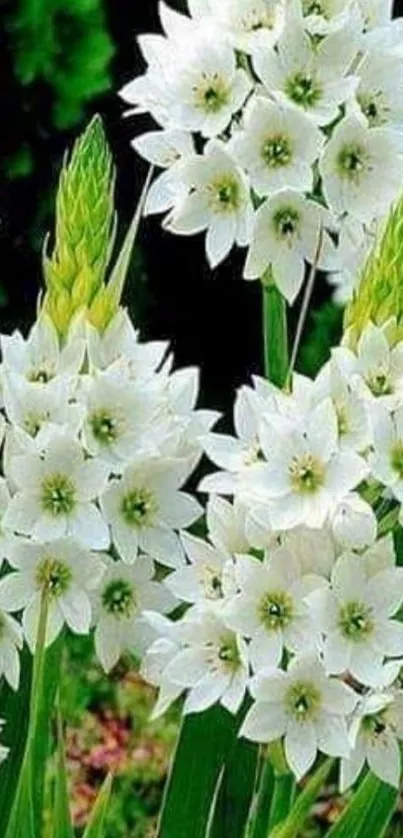 Elegant Ornithogalum flower wallpaper with white petals and green stems.