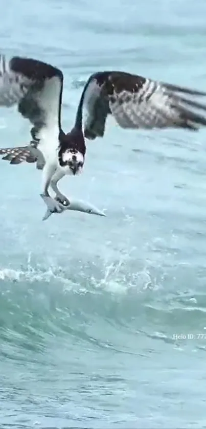 Osprey catching a fish above ocean waves in a dynamic nature scene.