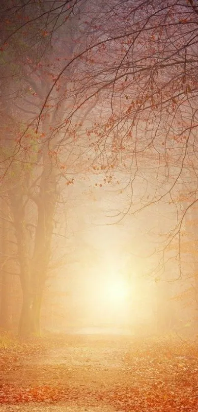 Outdoor Tree Fog Live Wallpaper