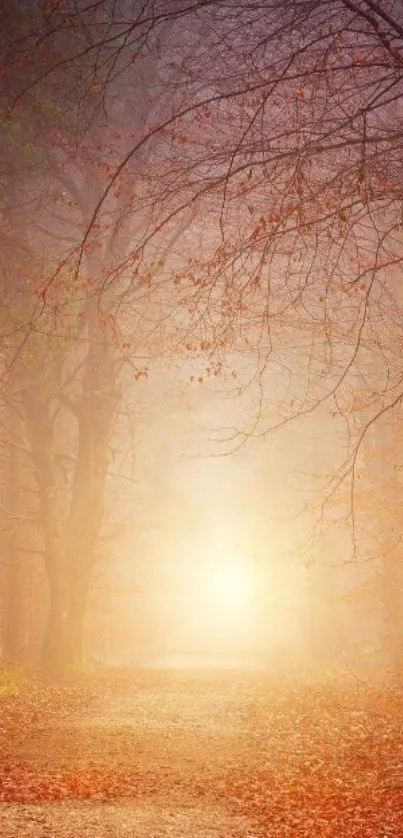 Outdoor Tree Fog Live Wallpaper