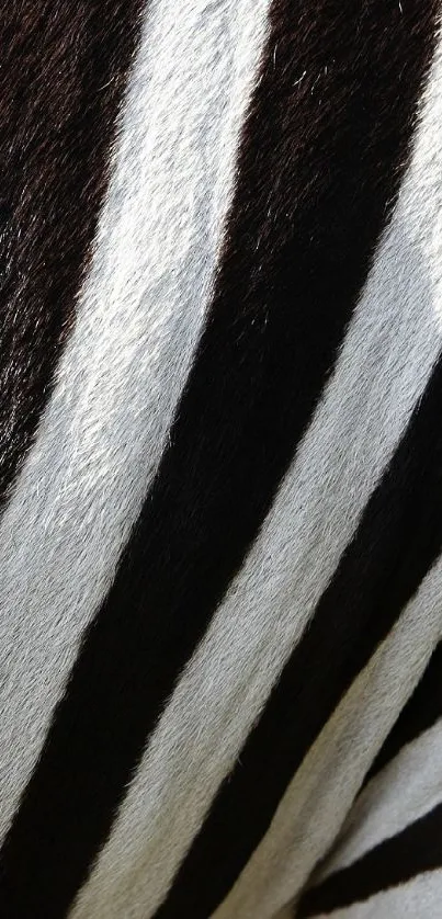 zebra Live Wallpaper