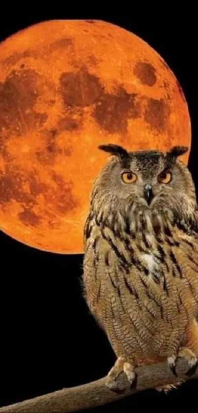 Owl on branch with orange full moon backdrop.