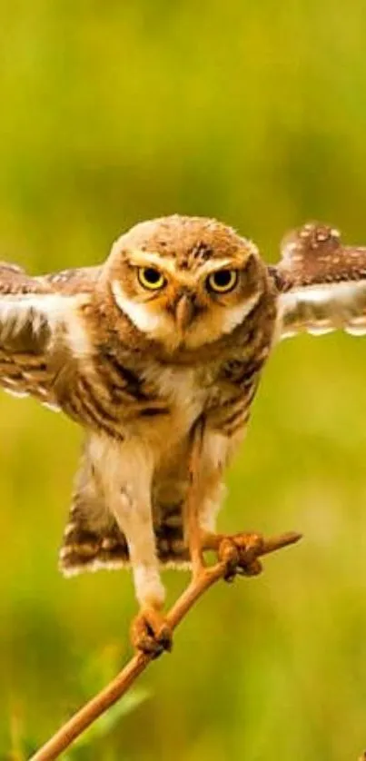 Owl in flight against a green background, creating a dynamic and vibrant scene.