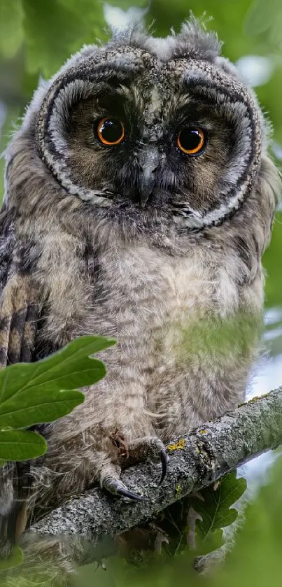 Owl perched among green leaves in forest setting.