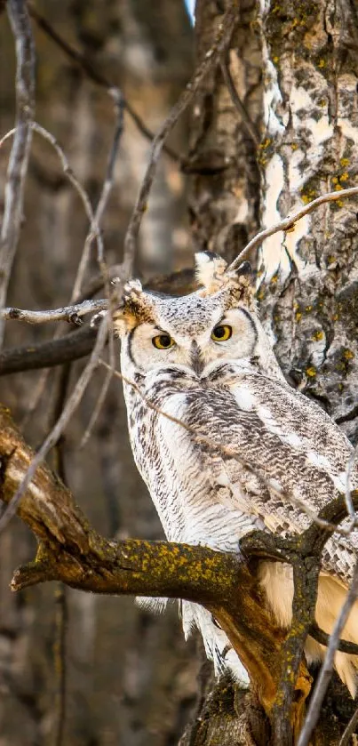 Owl perched on a tree in a forest setting.