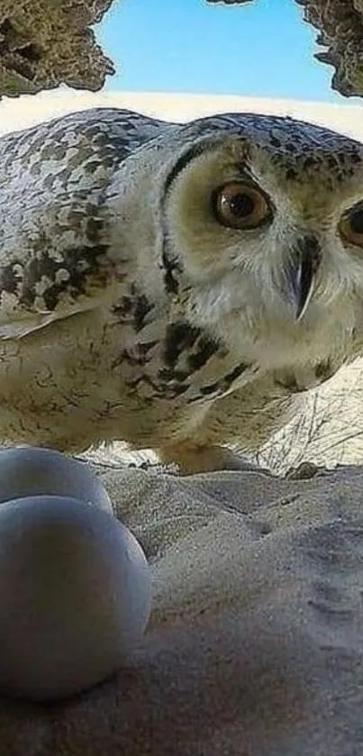 Curious owl in nest with eggs and sandy background.