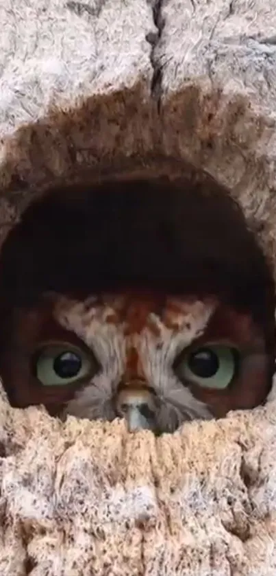 Owl peeks from tree hollow in realistic wallpaper.