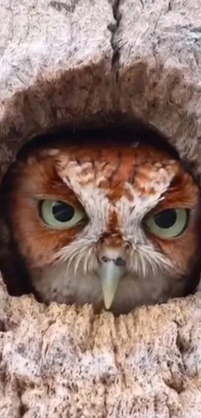 Owl peering from a tree trunk, showcasing natural beauty.