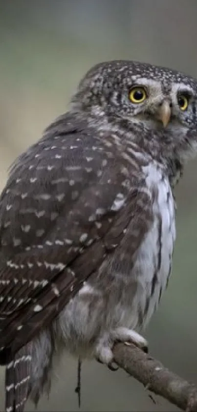 Mobile wallpaper featuring an owl perched in a tranquil woodland setting.