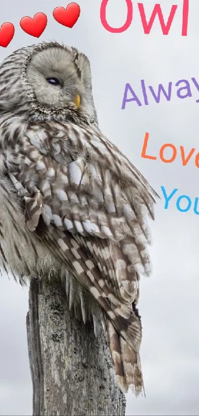 Owl perched with love message and gray sky background.