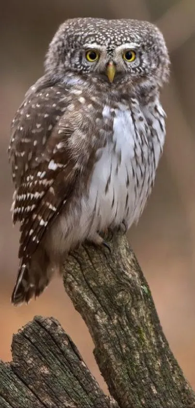 Owl perched on a branch with blurred background.