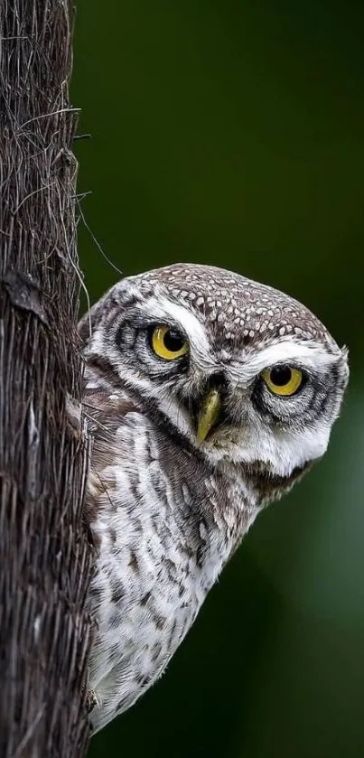 Spotted owl peeking from tree trunk in a lush green forest.