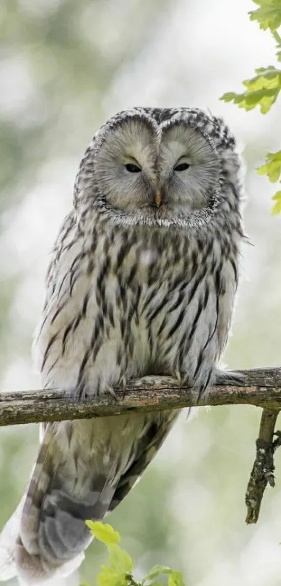 Owl on branch with green background in forest.